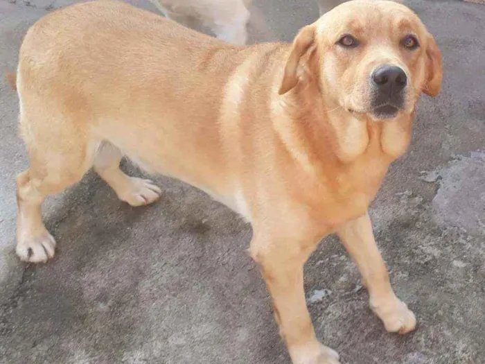 Cachorro ra a Labrador idade 2 a 6 meses nome BRAD
