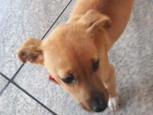 Cachorro raça Vira lata  idade 2 a 6 meses nome Belinha