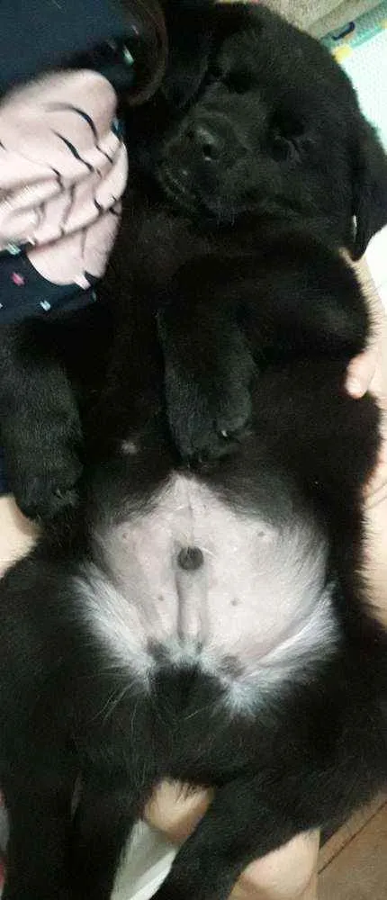 Cachorro ra a Pastor com golden labrador  idade Abaixo de 2 meses nome Sem nome