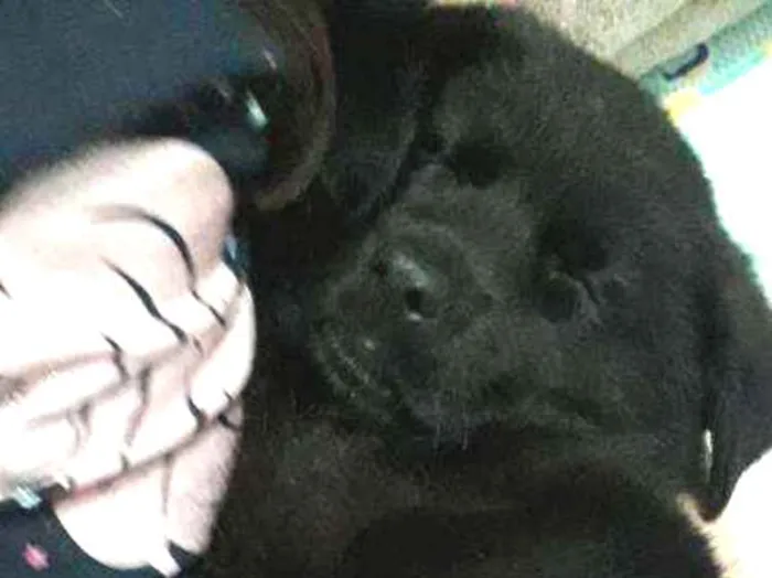 Cachorro ra a Pastor com golden labrador  idade Abaixo de 2 meses nome Sem nome
