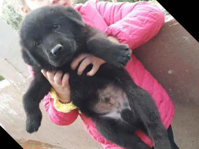 Cachorro ra a Pastor com golden labrador  idade Abaixo de 2 meses nome Sem nome
