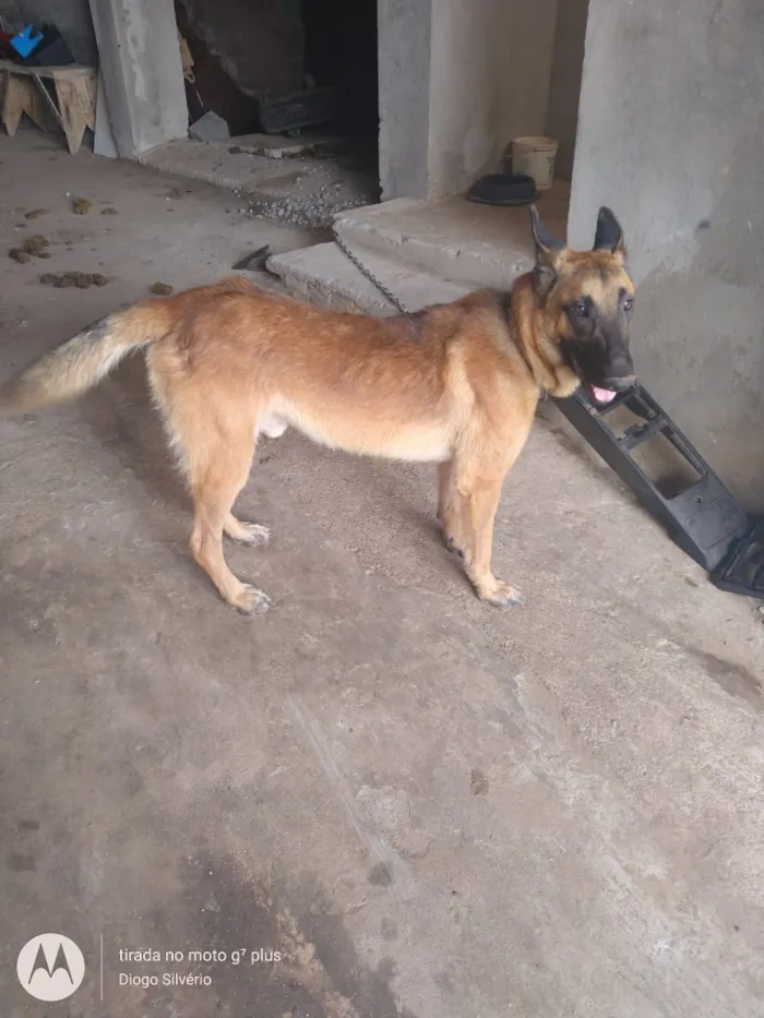 Cachorro ra a Pastor belga malinos idade 2 anos nome Lobinho