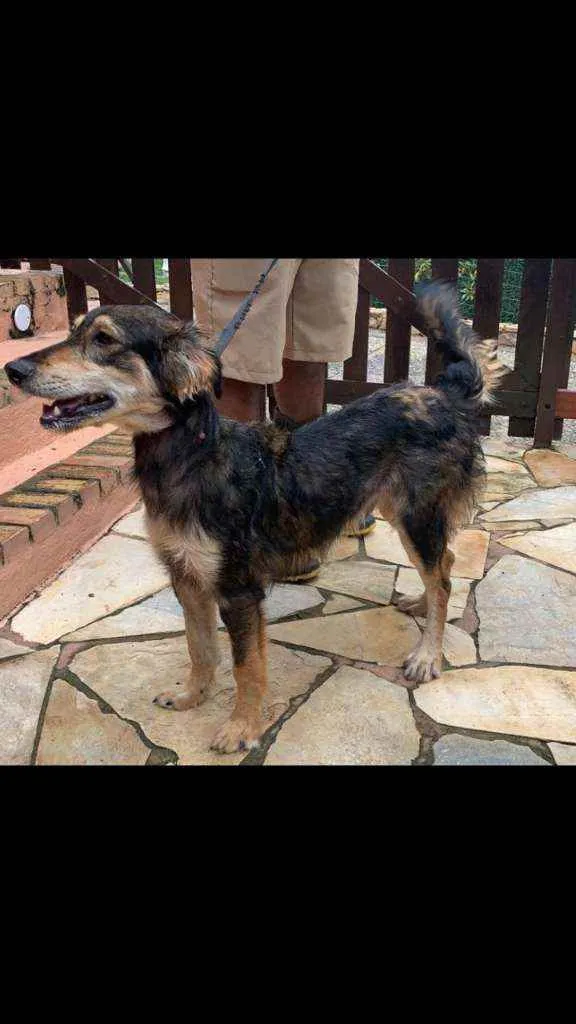 Cachorro ra a SRD idade 7 a 11 meses nome Max