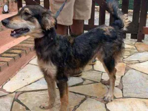 Cachorro raça SRD idade 7 a 11 meses nome Max