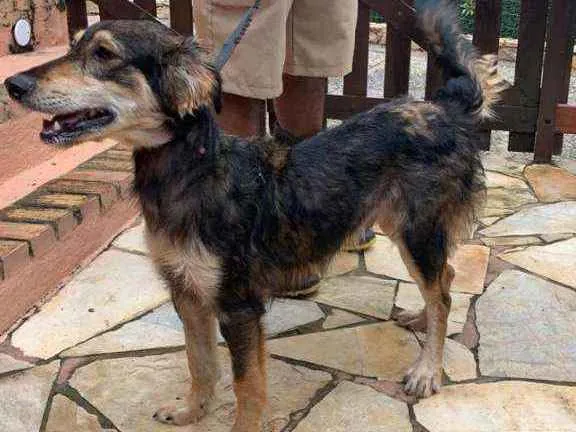 Cachorro ra a SRD idade 7 a 11 meses nome Max