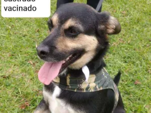 Cachorro raça SRD idade 1 ano nome Balu