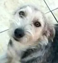 Cachorro ra a  idade 1 ano nome Miguel 