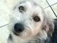 Cachorro raça  idade 1 ano nome Miguel 