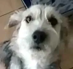 Cachorro ra a  idade 1 ano nome Miguel 