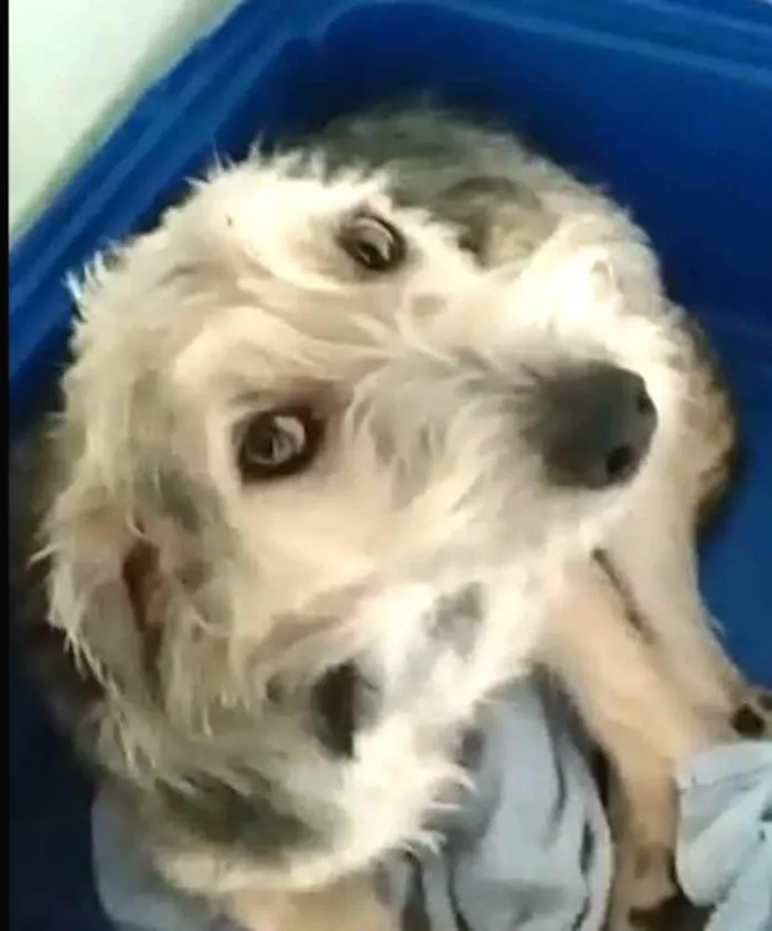 Cachorro ra a  idade 1 ano nome Miguel 