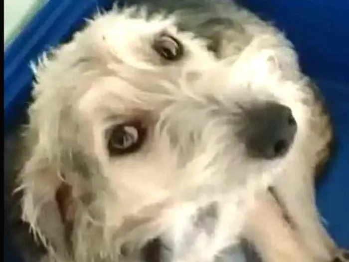 Cachorro ra a  idade 1 ano nome Miguel 