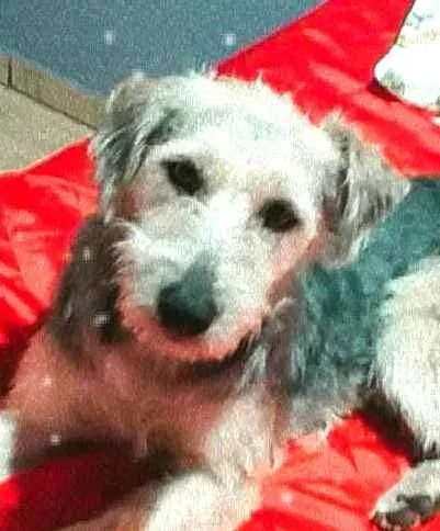 Cachorro ra a  idade 1 ano nome Miguel 