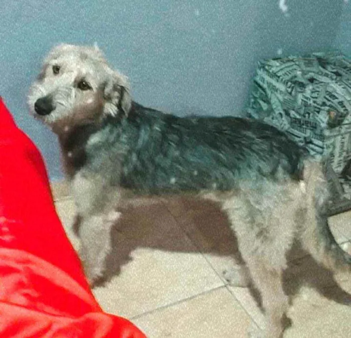 Cachorro ra a  idade 1 ano nome Miguel 
