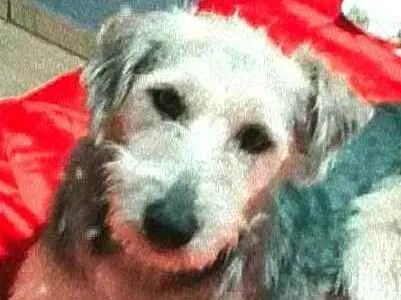Cachorro ra a  idade 1 ano nome Miguel 