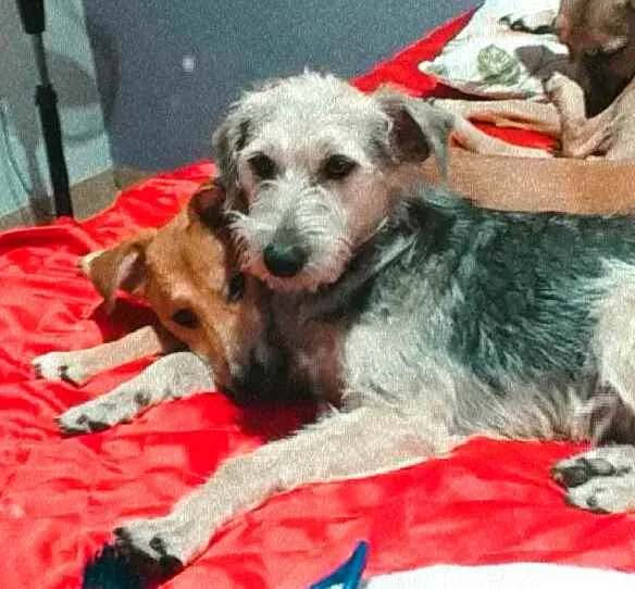Cachorro ra a  idade 1 ano nome Miguel 