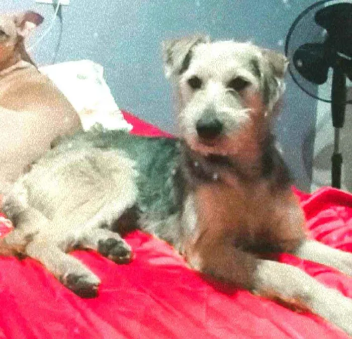 Cachorro ra a  idade 1 ano nome Miguel 