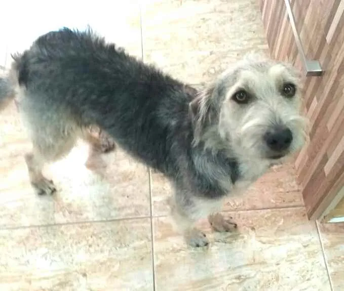 Cachorro ra a  idade 1 ano nome Miguel 
