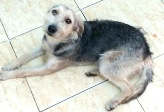 Cachorro ra a  idade 1 ano nome Miguel 