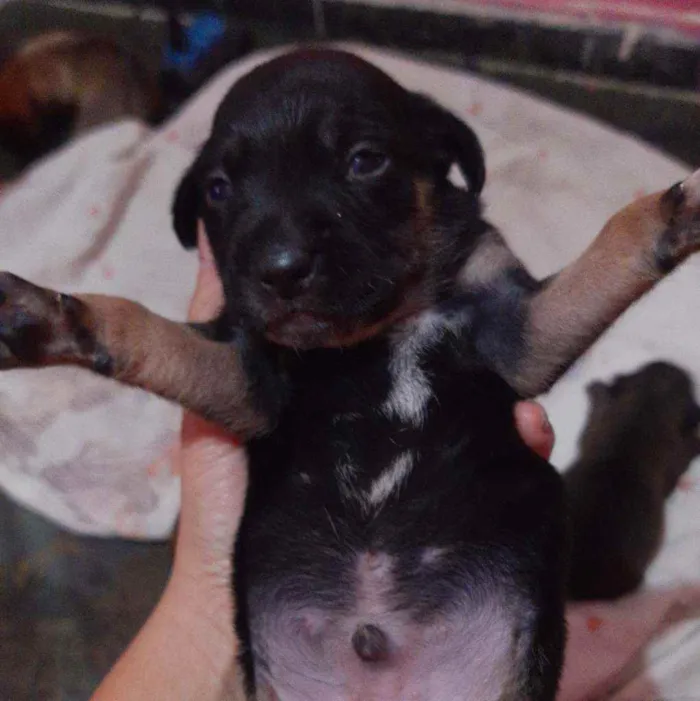 Cachorro raça SRD idade Abaixo de 2 meses nome Ainda não tem nome
