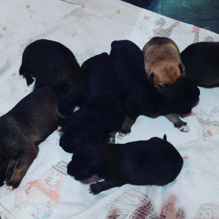 Cachorro raça SRD idade Abaixo de 2 meses nome Ainda não tem nome
