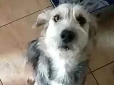 Cachorro ra a  idade 1 ano nome Miguel 