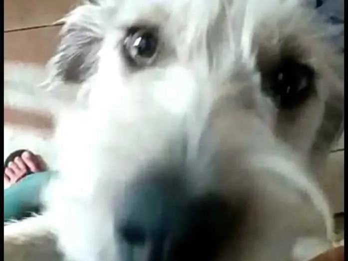 Cachorro ra a  idade 1 ano nome Miguel 