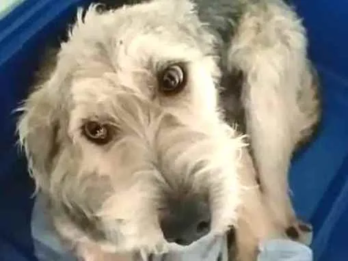 Cachorro ra a  idade 1 ano nome Miguel 