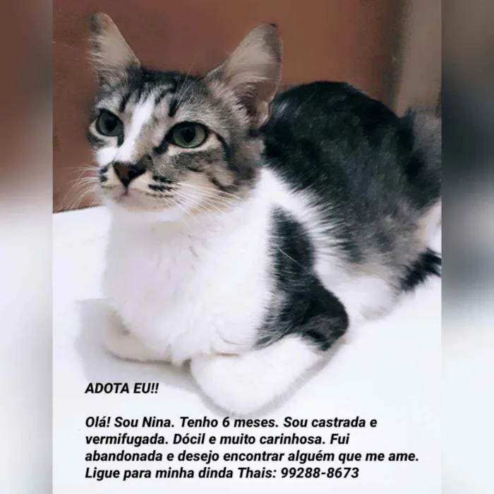Gato raça Sem raça definida  idade 2 a 6 meses nome Nina 