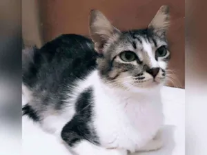 Gato raça Sem raça definida  idade 2 a 6 meses nome Nina 