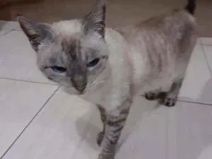Gato raça SRD (Sem raça definida) idade 1 ano nome Sem nome 