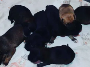 Cachorro raça SRD idade Abaixo de 2 meses nome Ainda não tem nome