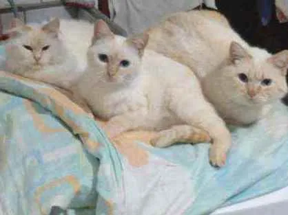 Gato ra a Mestiços idade 2 anos nome Betina