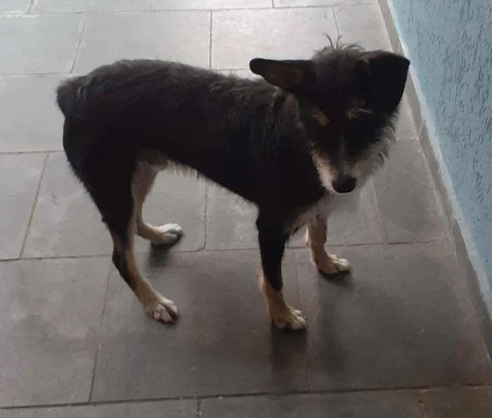 Cachorro ra a Vira lata idade 7 a 11 meses nome Juca