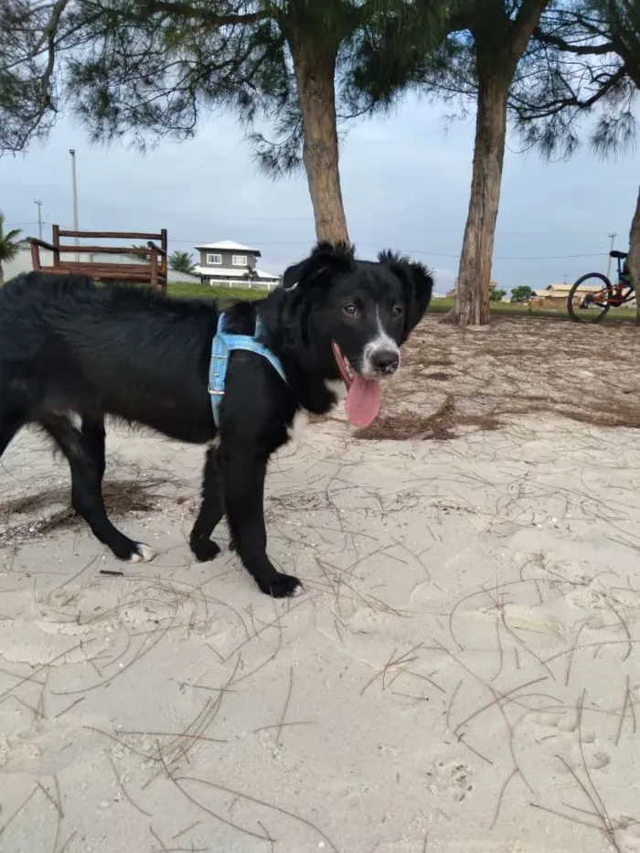 Cachorro ra a Mestiço  idade 6 ou mais anos nome Isac
