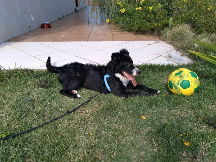 Cachorro ra a Mestiço  idade 6 ou mais anos nome Isac