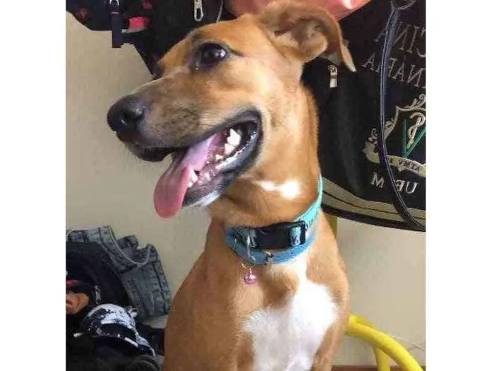 Cachorro ra a Vira lata  idade 7 a 11 meses nome Pandora 
