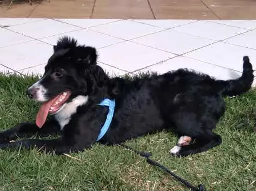 Cachorro ra a Mestiço  idade 6 ou mais anos nome Isac