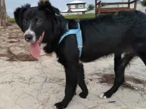 Cachorro raça Mestiço  idade 6 ou mais anos nome Isac
