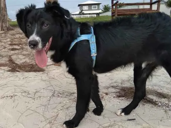 Cachorro ra a Mestiço  idade 6 ou mais anos nome Isac