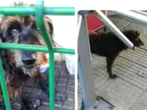 Cachorro raça  idade  nome Resgate Urgente