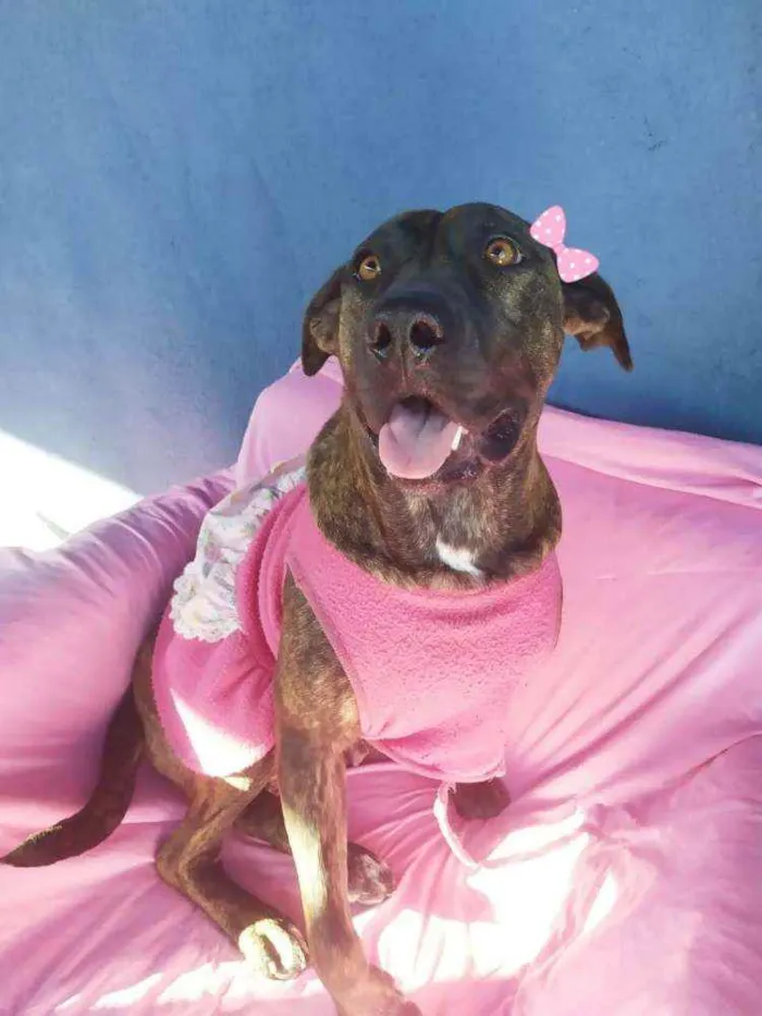 Cachorro ra a SRD idade 2 anos nome Carlota