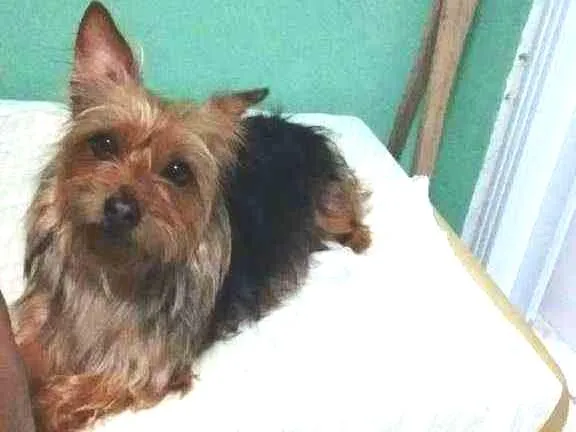 Cachorro ra a Yokishire  idade 5 anos nome Mel