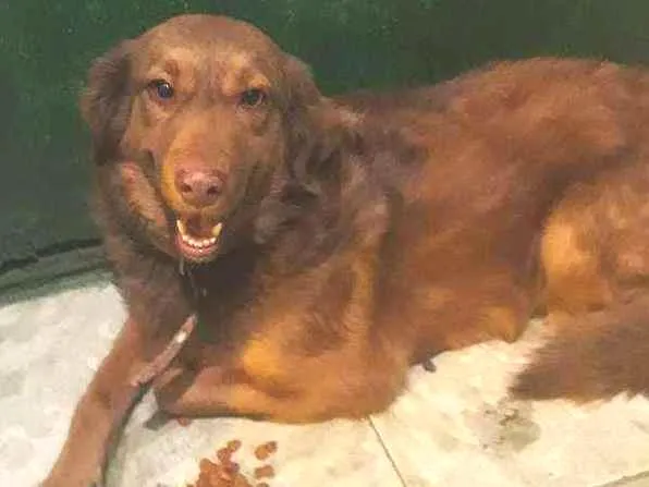 Cachorro raça RNI idade 3 anos nome Mel