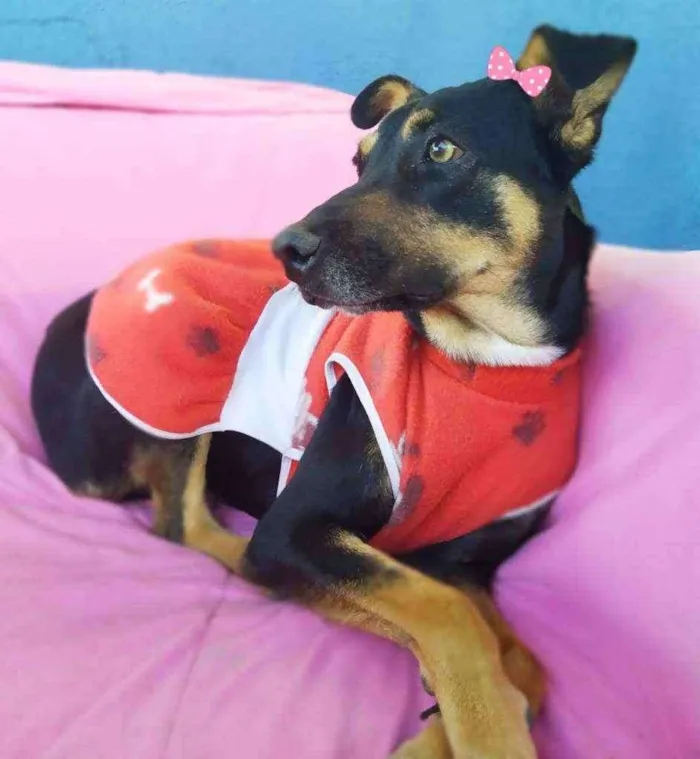 Cachorro ra a SRD idade 2 anos nome Judith