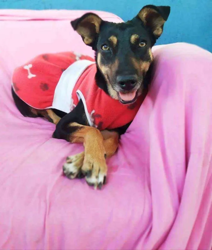 Cachorro ra a SRD idade 2 anos nome Judith