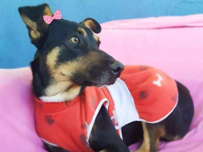 Cachorro ra a SRD idade 2 anos nome Judith