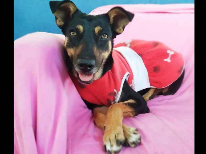 Cachorro ra a SRD idade 2 anos nome Judith