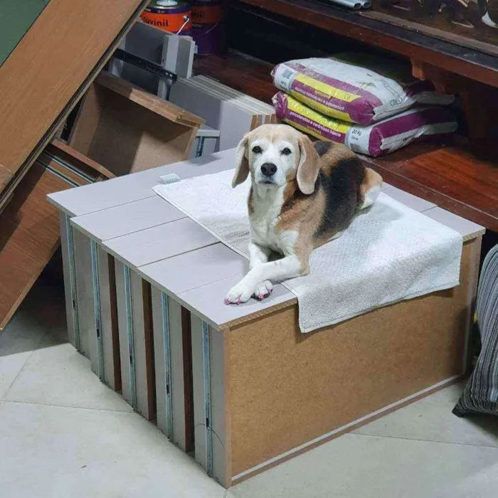 Cachorro ra a Beagle idade 6 ou mais anos nome Princesa