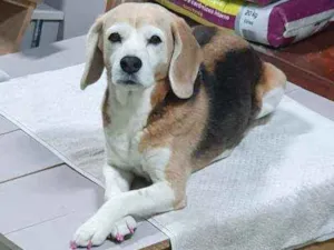 Cachorro raça Beagle idade 6 ou mais anos nome Princesa