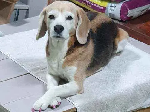 Cachorro ra a Beagle idade 6 ou mais anos nome Princesa